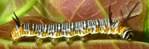 Larvae